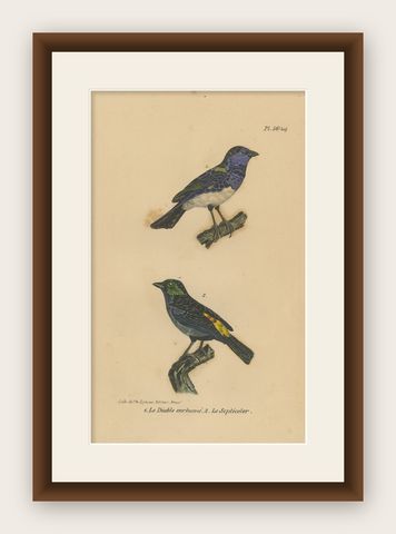 Pl. 56 Antique Bird Print of Tanager Species by Lejeune 'c.1830', shown framed