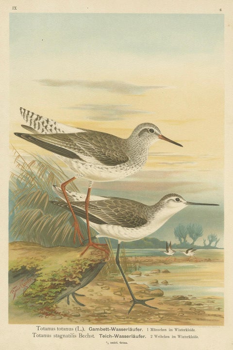 Redshank and Marsh Sandpiper, Antique Shorebird Lithograph c.1895, close-up 6