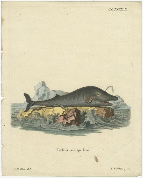 Leviathan of the Depths: The Sperm Whale in 18th Century Scientific Art, 1775, view 2