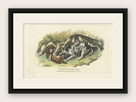 Antique Print of a Dog and Death of a Fox by Howitt, 1812, shown framed