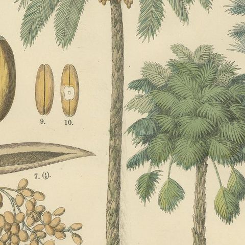 Antique Palm Tree Botanical Print, Exotic Tropical Plate, German Atlas 1885, close-up 2