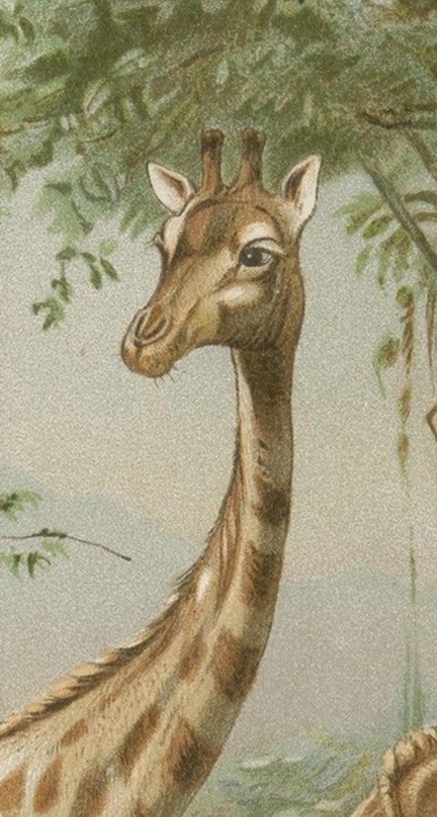 South African Giraffes, Antique Safari Chromolithograph, 1894, view 3