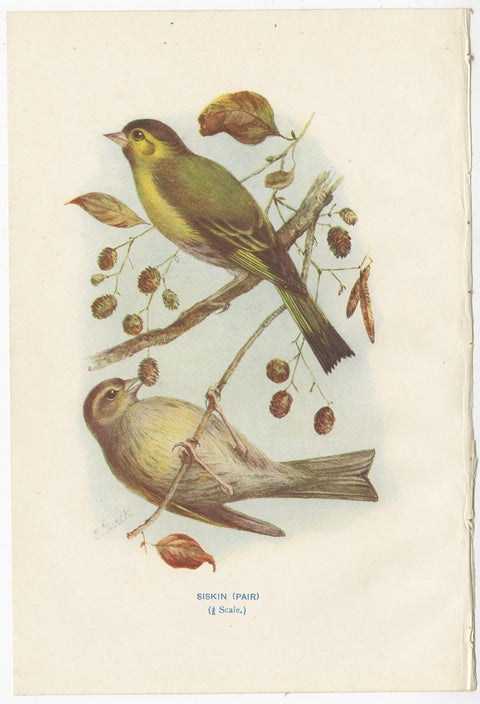 Set of 4 Antique Bird Prints Siskin, Woodpecker, Wryneck, 1901, view 2