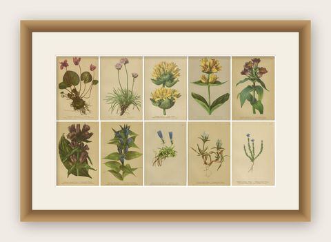 Alpine Gentiana Botanical Wall Collection, Set of 10, Antique Chromolithos, 1897, shown framed