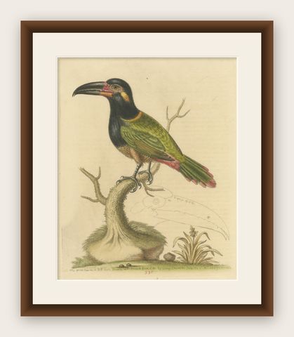 Antique Bird Print of the Green Toucan, shown framed