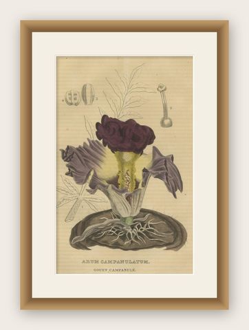 Velvet Majesty: The Bell-Shaped Arum - A Vintage Portrait of Botanical Splendor, shown framed