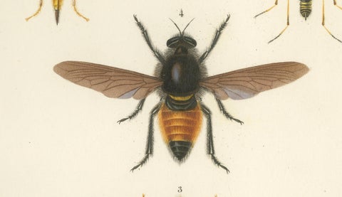 Antique Dipteres Engraving, Giant Flies & Robber Flies, circa 1800, close-up 1