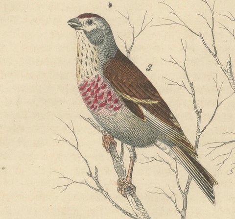 Finches and Sparrows: An 1849 Avian Assembly - A Hand-Coloured Lithograph, close-up 3