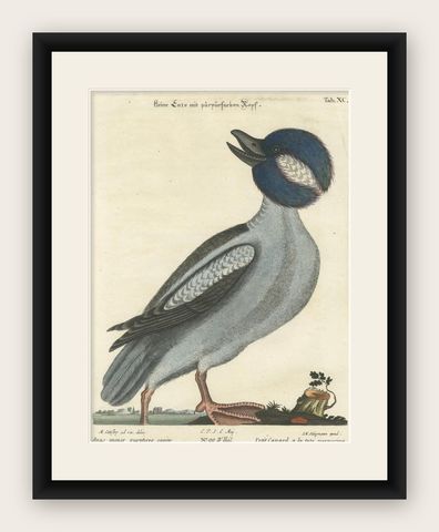 Hand-Colored Engraving of the Little Duck with a Purple Head by Seligmann, c1770, shown framed