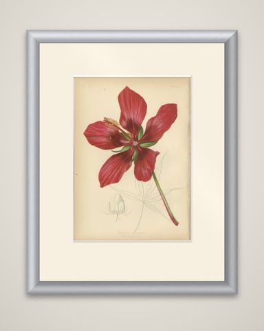 Scarlet Rosemallow from The Native Flowers and Ferns of the United States, 1879, shown framed