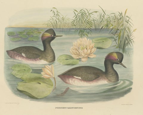 Two Black-Necked Grebes Rare Large Antique Bird Print, 1869, close-up 1
