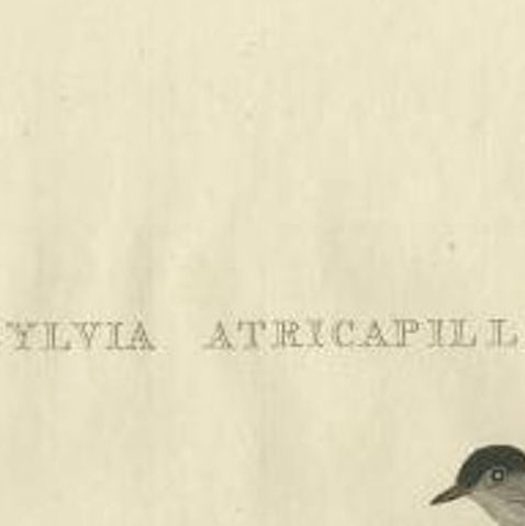 Antique Bird Print of the Eurasian Blackcap by Sepp & Nozeman, 1829, close-up 1