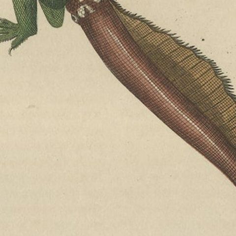 Old Hand-colored Print of a Rare Amboina Sailfin Lizard, close-up 3