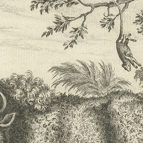Old Print of a Bull or Bison from the French North America, Canada, Ca.1760, close-up 3
