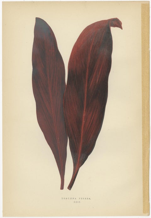 Set of 6 Botany Prints - Gesnera Cinnabarina - Dracaena Perrea (1891), view 4