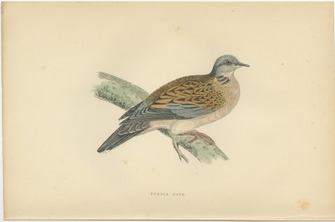 Turtle Dove on a Mossy Bough, Antique Hand Colored Bird Print, Morris, 1896, view 2