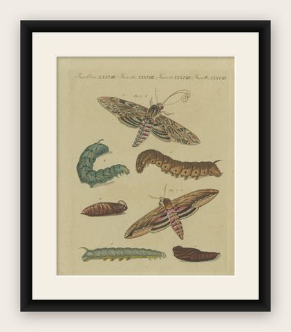 Hand-Colored 1805 Butterfly Print by Bertuch - Convolvulus & Privet Hawk-Moth, shown framed