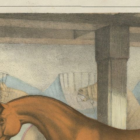 Antique Horse Stable Lithograph - The Young Master’s Favorites, c.1827, close-up 5