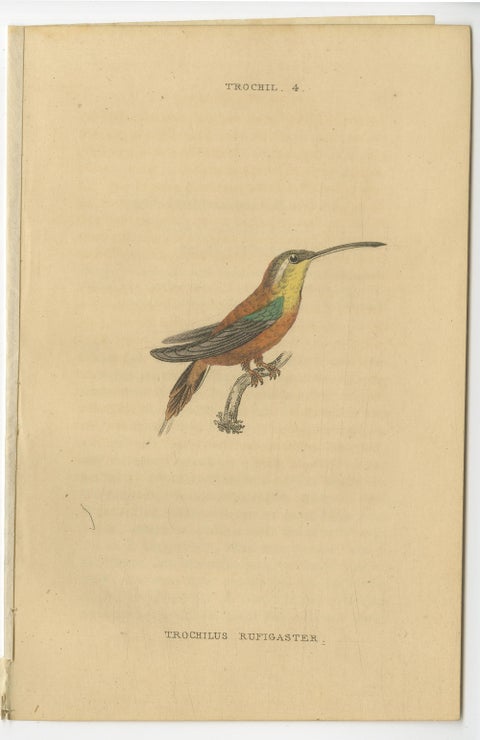 Hummingbird Bird Prints, Handcolored Fiery-Tailed Hummingbirds by Jardine, 1837, view 4