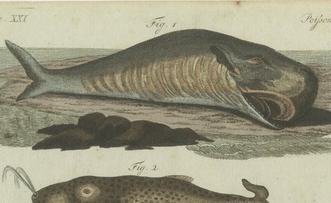 Original Antique Print of Sperm Whale and North Atlantic Whales, ca.1800, close-up 2
