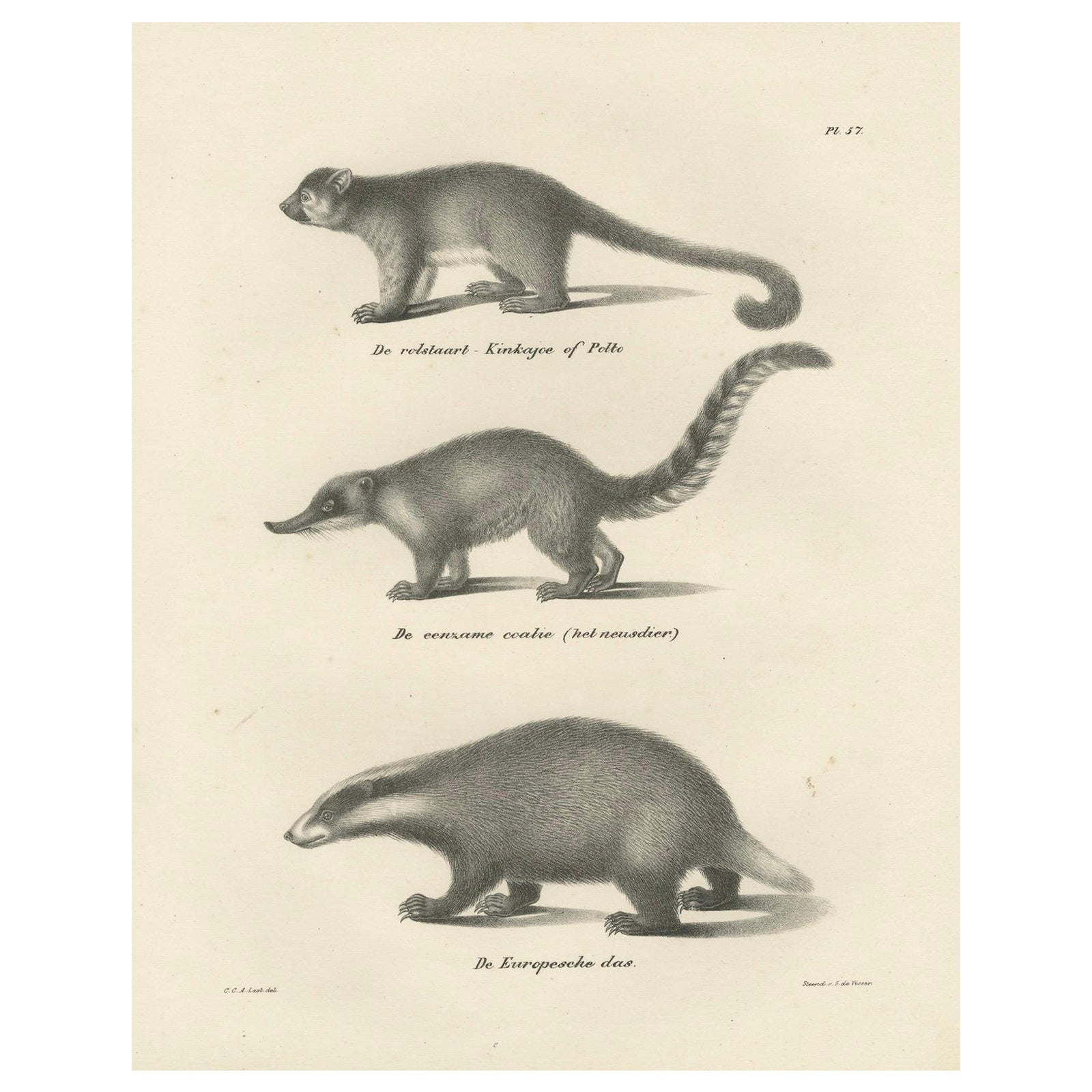 Rare 19th-Century Lithograph of Kinkajou, Coati, and European Badger