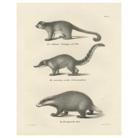 Rare 19th-Century Lithograph of Kinkajou, Coati, and European Badger