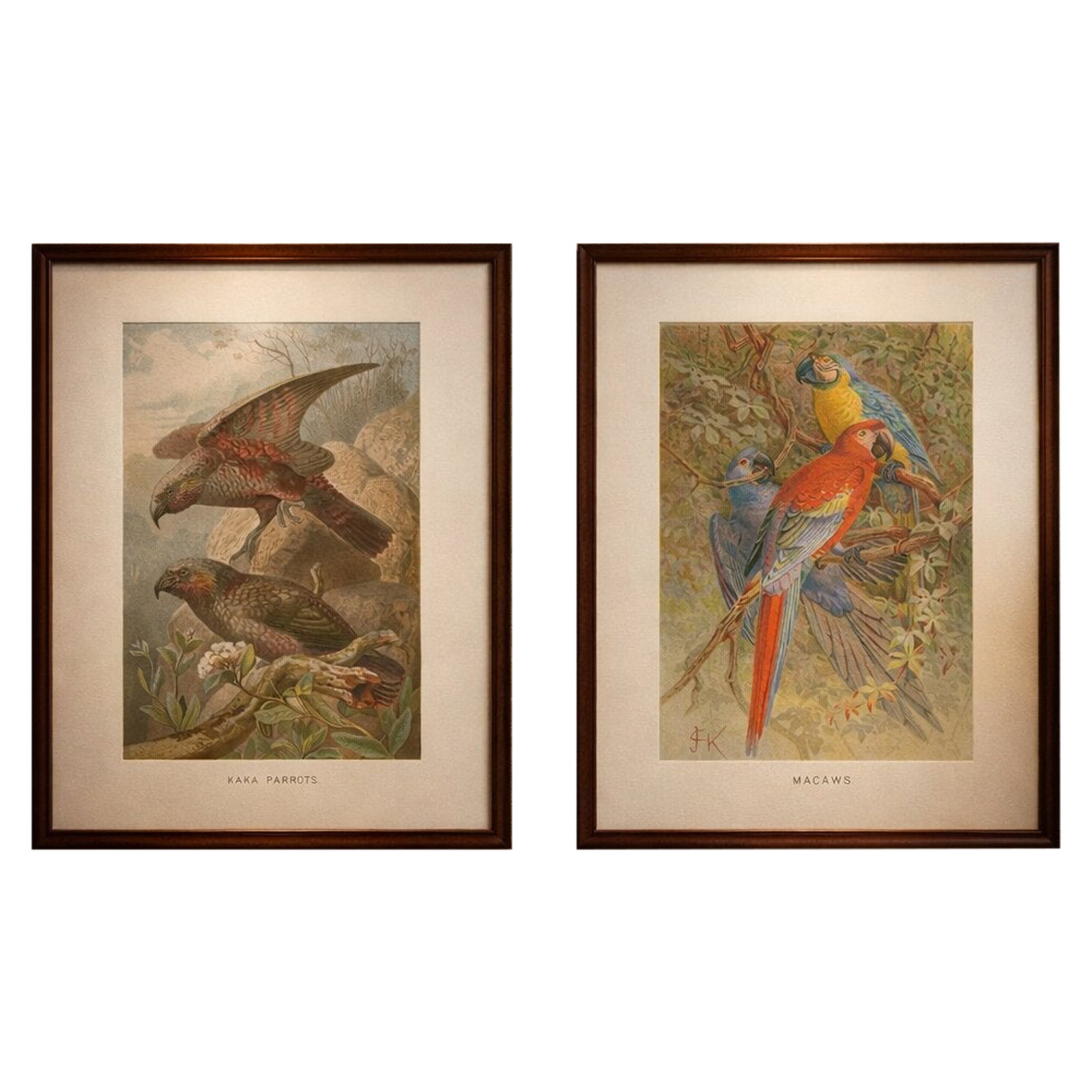 Set of 2 Antique Exotic Bird Prints, Parrots & Macaws, Vibrant Lithographs, 1895