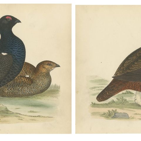 Set of 2 Antique Prints of a Black Grouse and Red Grouse, close-up 1