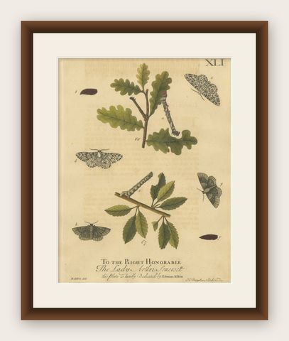 English Moths on Oak & Elm, Hand-Colored Entomology Engraving, Albin 1720, shown framed