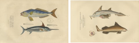 Marine Majesty: Swordfish & Sealife Engravings in Old Handcoloring, 1845, view 4