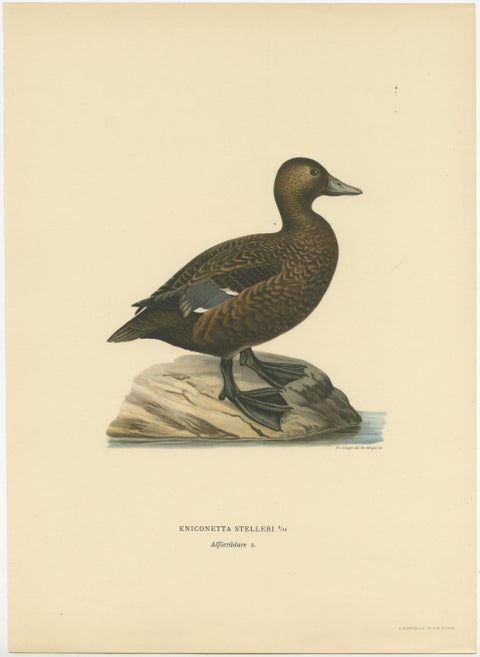 Quiet Sentinel: Original Vintage Bird Print of The Female Steller's Eider, 1929, view 2