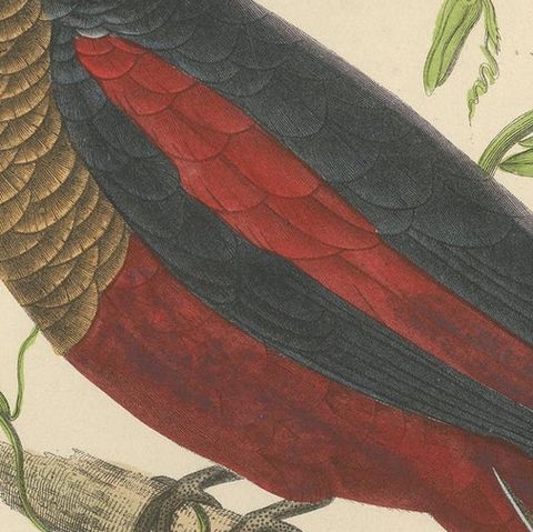 Antique Bird Print of a Pesquet's Parrot, hand-colored, 1853, close-up 2