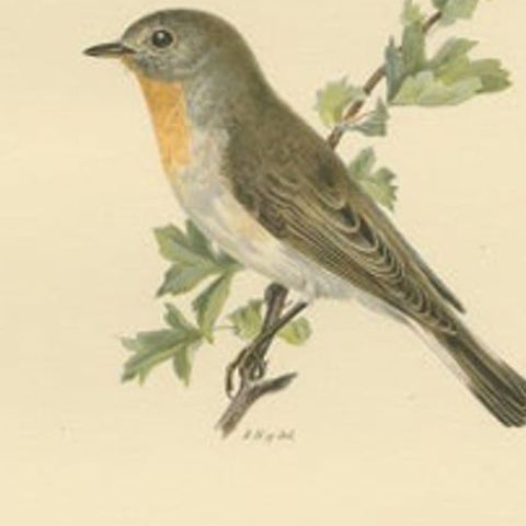 Antique Bird Print of the Red-Breasted Flycatcher by Von Wright, 1927, close-up 2
