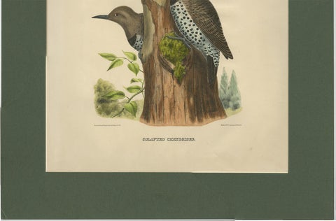 Antique Bird Print of Gilded Flickers Made After D.G. Elliot, 1869, view 5