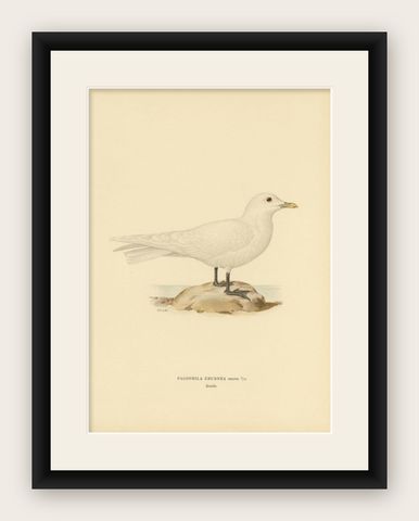 Antique Bird Print of the Ivory Gull, 1929, shown framed