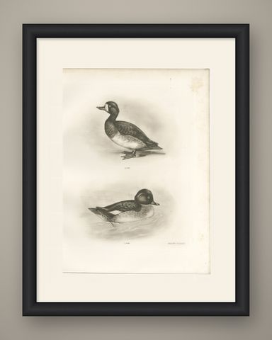 Diving Ducks: Greater Scaup & Tufted Duck, Medland Bird Print, 1909, shown framed