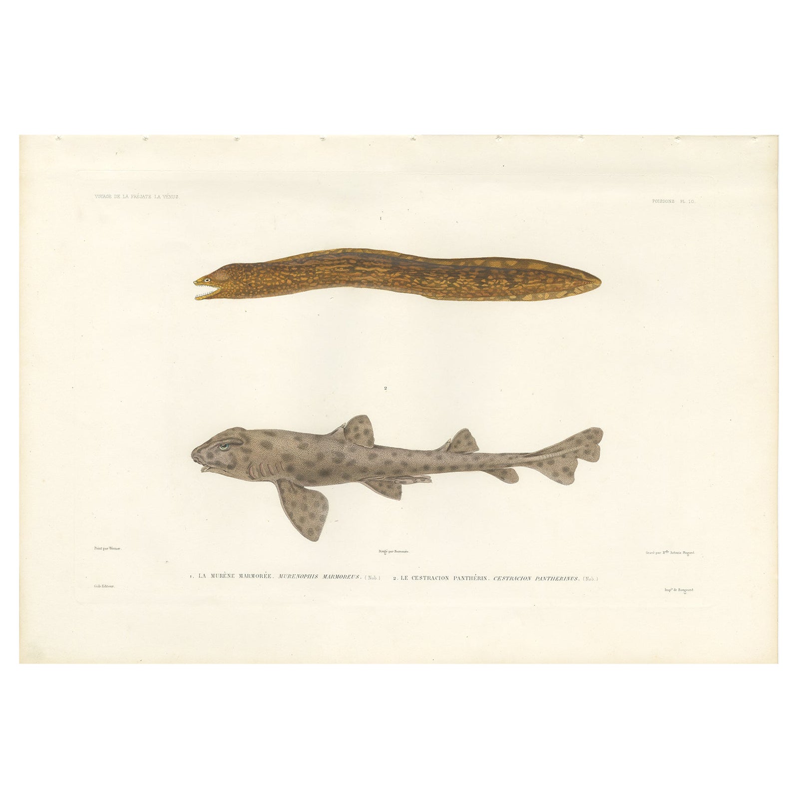 Vintage Sea Life Print, Moray Eel and Panther Shark from French Voyage