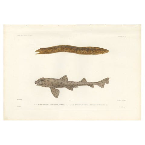 Vintage Sea Life Print, Moray Eel and Panther Shark from French Voyage