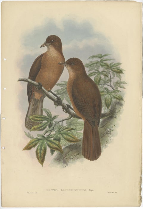 Antique Bird Print of the White-Billed Wood-Shrike of Papua by Gould, ca.1880, view 2