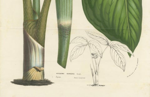 Cobra Lily: Hand-Colored Lithograph by Louis van Houtte, 1855, close-up 1
