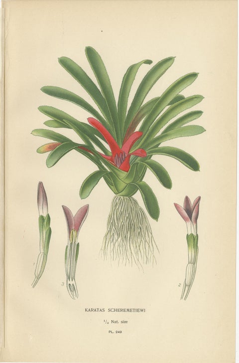 Antique Orchid & Bromeliad Chromolithographs 1897, Karatas, Aechmea, Billbergia, view 2