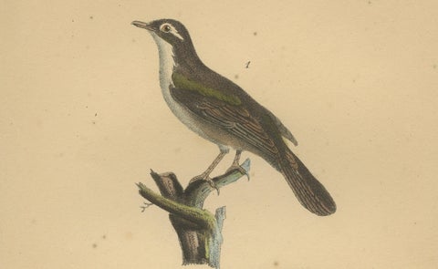 Golden Oriole & Reed Warbler, Antique hand-coloured lithograph, c.1828, close-up 3