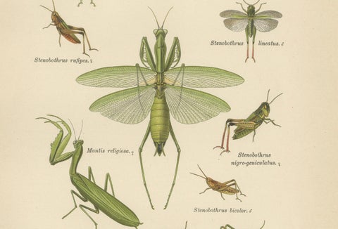 Mantis, Stick Insects & Grasshoppers, Antique Prints, Set of 3, 1908, close-up 2