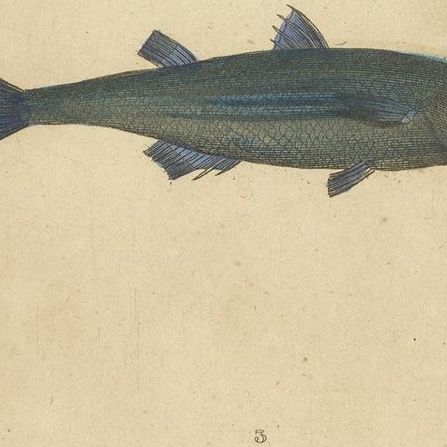 Antique Print of the Grey Mullet and Other Fish Species, 1844, close-up 2