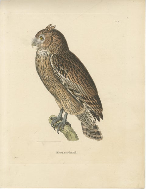 19th Century Ornithological Illustration of the Leschenault's Owl, 1838, view 2
