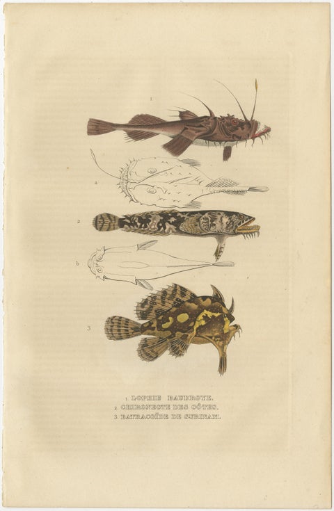 Antiquarian Handcolored Aquatic & Insect Engravings, 1845, view 5