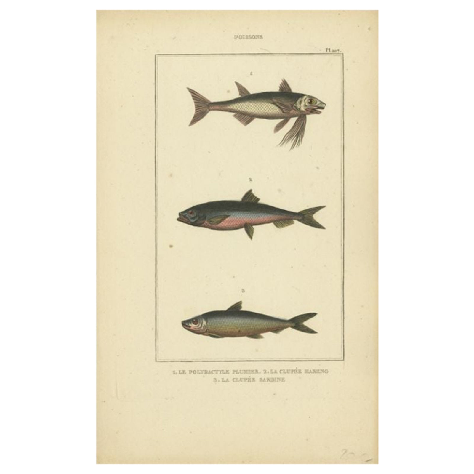Antique Print of the Sardine and Other Fish species, 1844