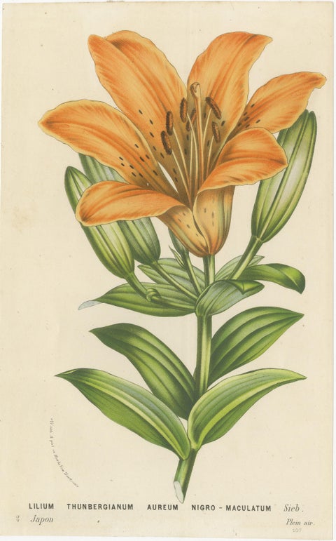 Exquisite Hand-Colored Lily Prints: Botanical Study of Lilium Species from Japan, view 4