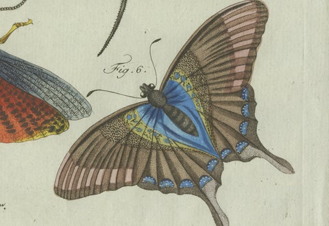 Original Antique Print of Exotic Insects, Spider and Butterfly by Bertuch, 1800, close-up 6