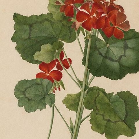 Two Stems with Red Flowers, Botanical Watercolor by A.L., 1819, close-up 6